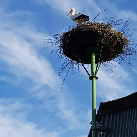 Biolandhof Dorn Highlander Vom Elbdeich Nordleda