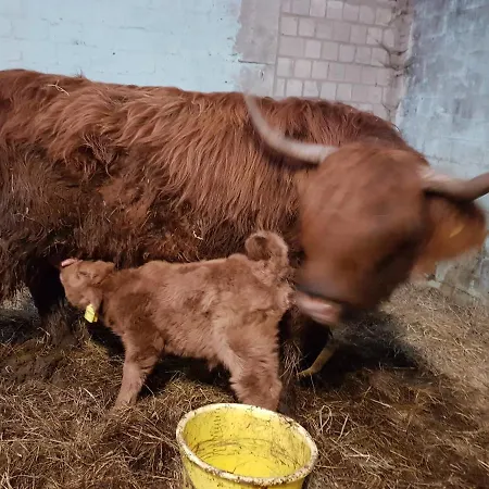 Biolandhof Dorn Highlander Vom Elbdeich * Nordleda