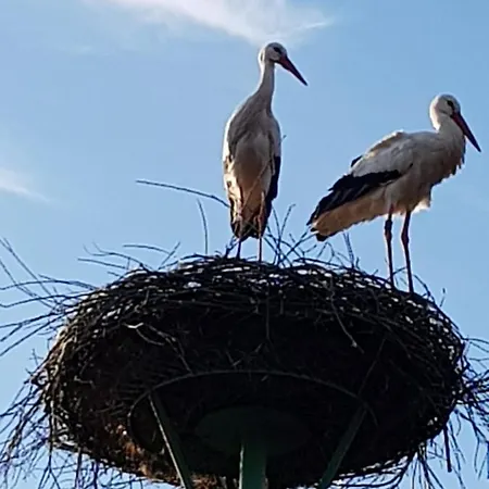 Biolandhof Dorn Highlander Vom Elbdeich