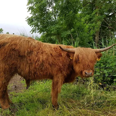 Apartment Biolandhof Dorn Highlander Vom Elbdeich Nordleda