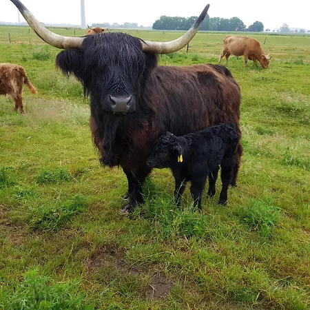 Apartment Biolandhof Dorn Highlander Vom Elbdeich *