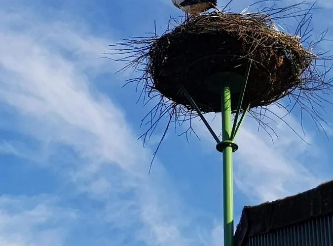 Biolandhof Dorn Highlander Vom Elbdeich Nordleda