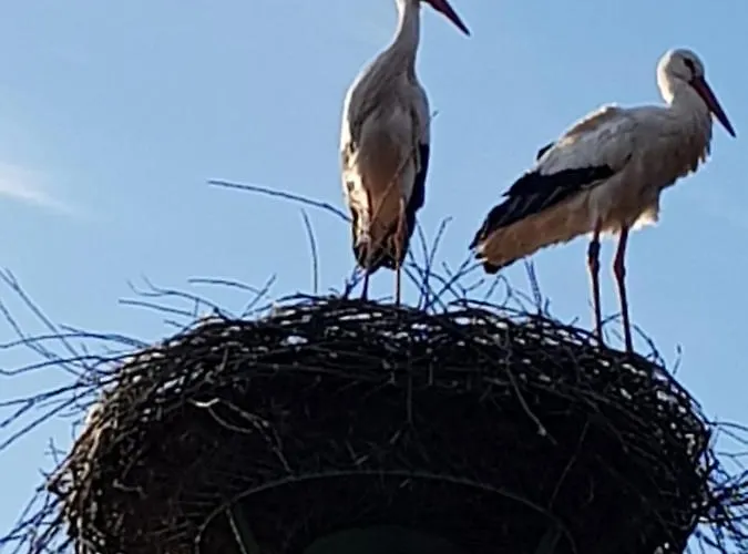 Biolandhof Dorn Highlander Vom Elbdeich
