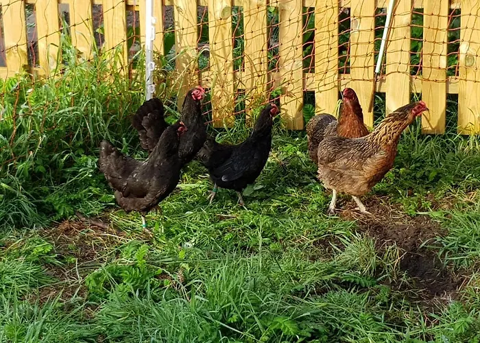 Апартаменты Biolandhof Dorn Highlander Vom Elbdeich Nordleda